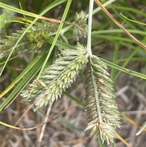 Eleusine tristachya (Goose Grass, Crab Grass, American Crows-Foot Grass) at Boorowa, NSW by JaneR