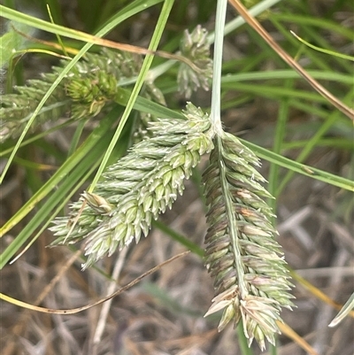 Eleusine tristachya (Goose Grass, Crab Grass, American Crows-Foot Grass) at Boorowa, NSW - 9 Jan 2025 by JaneR