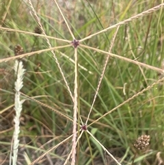 Chloris truncata (Windmill Grass) at Boorowa, NSW - 9 Jan 2025 by JaneR