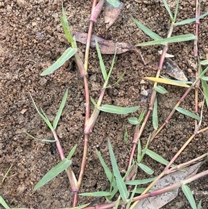 Paspalum distichum (Water Couch) at Boorowa, NSW by JaneR