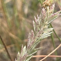 Eragrostis elongata (Clustered Lovegrass) at Boorowa, NSW - 9 Jan 2025 by JaneR