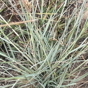 Eragrostis elongata at Boorowa, NSW - 9 Jan 2025 02:59 PM