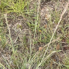 Eragrostis elongata at Boorowa, NSW - 9 Jan 2025 02:59 PM