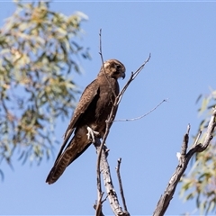 Falco berigora (Brown Falcon) at Burt Plain, NT - 8 Jun 2022 by AlisonMilton