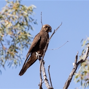 Falco berigora (Brown Falcon) at Burt Plain, NT by AlisonMilton