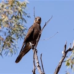 Falco berigora at Burt Plain, NT - 8 Jun 2022