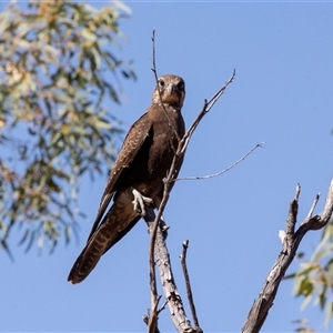 Falco berigora at Burt Plain, NT - 8 Jun 2022