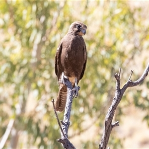 Falco berigora at Burt Plain, NT - 8 Jun 2022 03:04 PM