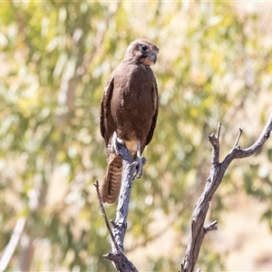 Falco berigora at Burt Plain, NT - 8 Jun 2022