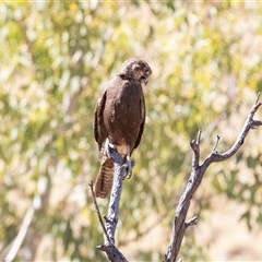 Falco berigora at Burt Plain, NT - 8 Jun 2022