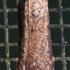 Lamoria idiolepida (Galleriinae) at Sheldon, QLD by PJH123