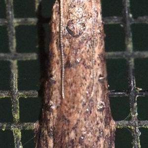 Lamoria idiolepida at Sheldon, QLD - suppressed