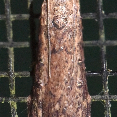 Unidentified Moth (Lepidoptera) at Sheldon, QLD - 11 Jan 2025 by PJH123