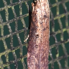 Lamoria idiolepida at Sheldon, QLD - suppressed