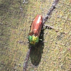 Diphucrania sp. (genus) (Jewel Beetle) at Bungendore, NSW - 11 Jan 2025 by clarehoneydove