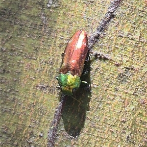 Diphucrania sp. (genus) at Bungendore, NSW - suppressed