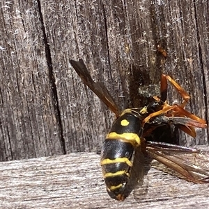 Polistes (Polistes) chinensis (Asian paper wasp) at Theodore, ACT by Cardy