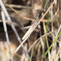 Keyacris scurra (Key's Matchstick Grasshopper) at Bungendore, NSW - 11 Jan 2025 by clarehoneydove