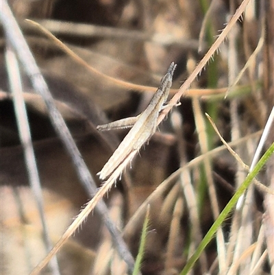 Keyacris scurra (Key's Matchstick Grasshopper) at Bungendore, NSW - 11 Jan 2025 by clarehoneydove