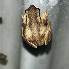 Litoria peronii at Moruya, NSW - 10 Jan 2025 by LisaH