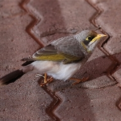 Manorina flavigula at Ghan, NT - 9 Jun 2022 by AlisonMilton