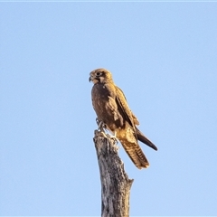 Falco berigora (Brown Falcon) at Burt Plain, NT - 8 Jun 2022 by AlisonMilton