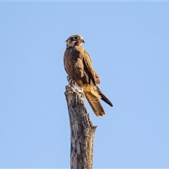 Falco berigora at Burt Plain, NT - 8 Jun 2022 03:37 PM