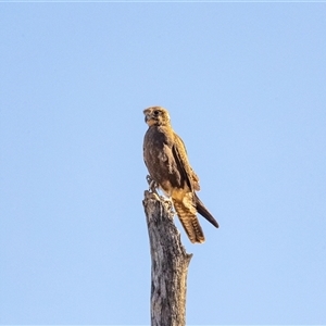 Falco berigora at Burt Plain, NT - 8 Jun 2022 03:37 PM