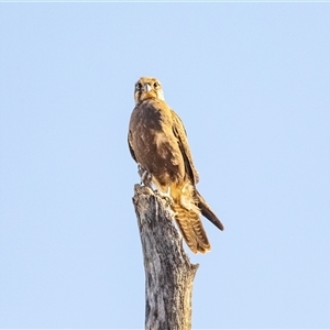 Falco berigora at Burt Plain, NT - 8 Jun 2022 03:37 PM