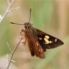 Trapezites symmomus at Moruya, NSW - 8 Jan 2025 by LisaH