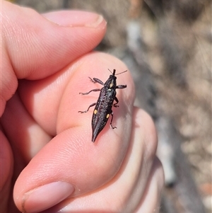 Rhinotia bidentata at Bungendore, NSW - suppressed