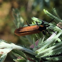 Rhinotia haemoptera (Lycid-mimic belid weevil, Slender Red Weevil) at Bungendore, NSW - 11 Jan 2025 by clarehoneydove