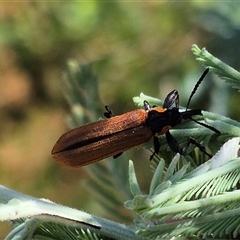 Rhinotia haemoptera at Bungendore, NSW - 11 Jan 2025