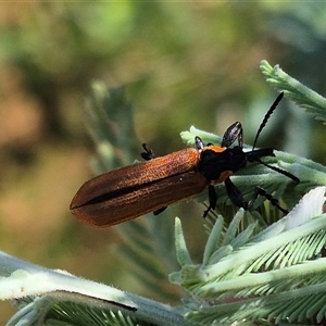 Rhinotia haemoptera at Bungendore, NSW - 11 Jan 2025