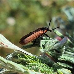 Rhinotia haemoptera at Bungendore, NSW - 11 Jan 2025