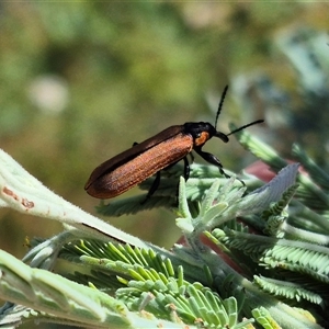 Rhinotia haemoptera at Bungendore, NSW - 11 Jan 2025