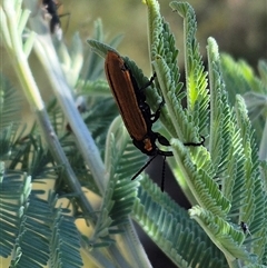 Rhinotia haemoptera at Bungendore, NSW - 11 Jan 2025