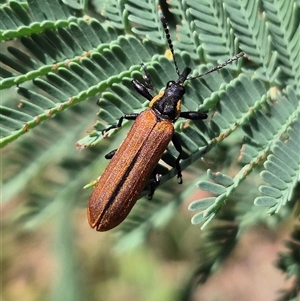 Rhinotia haemoptera at Bungendore, NSW - 11 Jan 2025