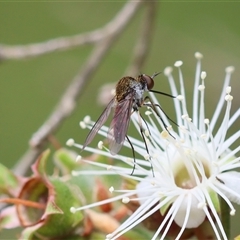 Geron sp. (genus) (Slender Bee Fly) at Moruya, NSW - 8 Jan 2025 by LisaH