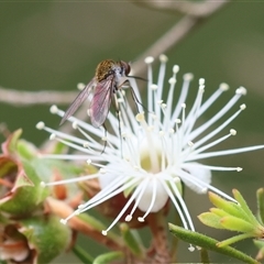 Geron sp. (genus) at Moruya, NSW - suppressed