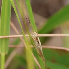 Merrinella tandanya at Moruya, NSW - 8 Jan 2025 by LisaH