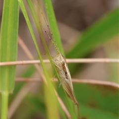 Unidentified Katydid (Tettigoniidae) at Moruya, NSW - 8 Jan 2025 by LisaH