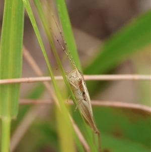 Merrinella tandanya at Moruya, NSW by LisaH