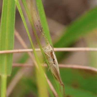 Merrinella tandanya at Moruya, NSW - 8 Jan 2025 by LisaH