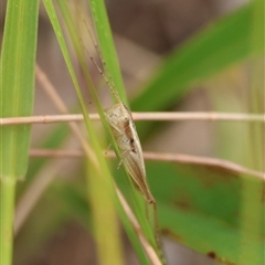 Merrinella tandanya at Moruya, NSW - suppressed