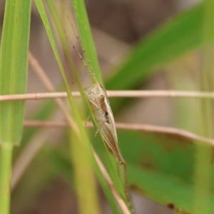 Merrinella tandanya at Moruya, NSW - suppressed