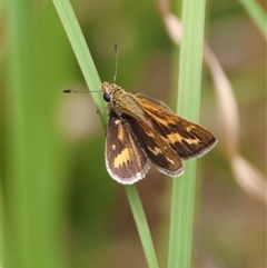 Ocybadistes walkeri (Green Grass-dart) at Moruya, NSW - 8 Jan 2025 by LisaH