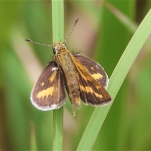 Ocybadistes walkeri at Moruya, NSW - suppressed