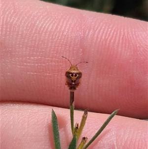 Eupolemus angularis at Bungendore, NSW - suppressed