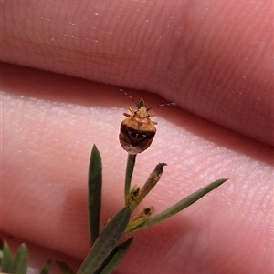 Eupolemus angularis at Bungendore, NSW - suppressed